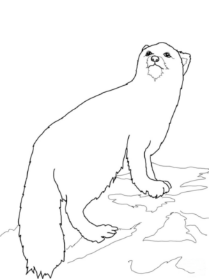 Disegno di lontra da stampare e colorare 7