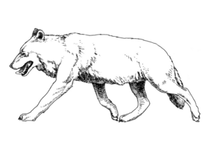 Disegno di lupo da stampare e colorare 33