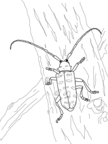 Disegno di coleottero da stampare e colorare 19