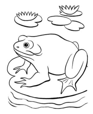 Disegno di rana da stampare e colorare 21