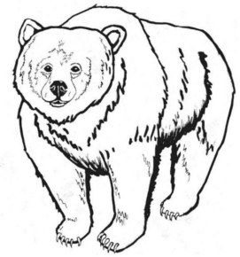 Disegno di orso polare da stampare e colorare 11