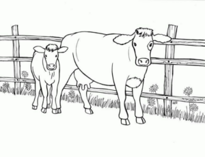 Disegno di mucca da stampare e colorare 22