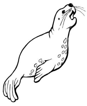 Disegno di foca da stampare e colorare 19
