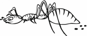 Disegno di formica da stampare e colorare 10