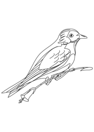 Disegno di uccello da stampare e colorare 42