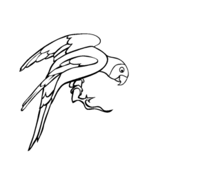 Disegno di pappagallo da stampare e colorare 11