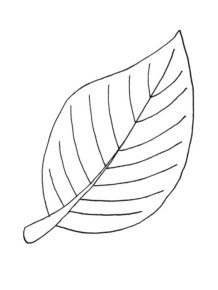 Disegno di foglia da stampare e colorare 153