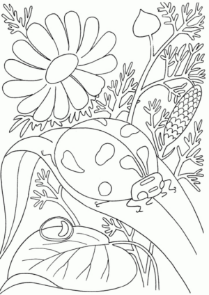 Disegno di coccinella da stampare e colorare 19
