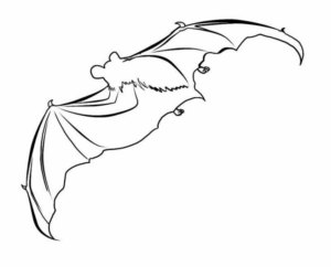 Disegno di pipistrello da stampare e colorare 24