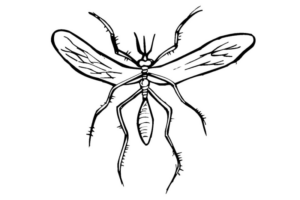 Disegno di zanzara da stampare e colorare 9