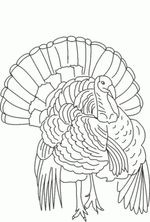 Disegno di tacchino da stampare e colorare 29