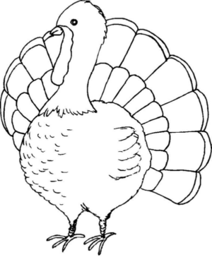 Disegno di tacchino da stampare e colorare 34