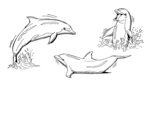 Disegno di delfino da stampare e colorare 46