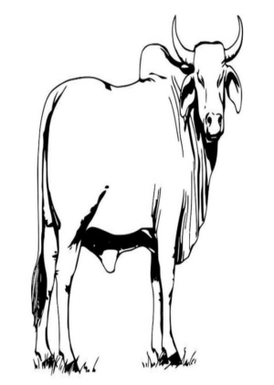 Disegno di toro da stampare e colorare 5