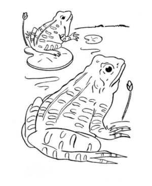 Disegno di rana da stampare e colorare 91