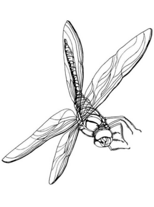 Disegno di libellula da stampare e colorare 18