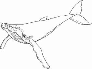 Disegno di balena da stampare e colorare 17