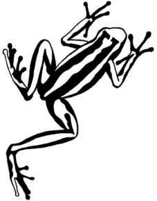 Disegno di rana da stampare e colorare 68