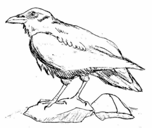 Disegno di uccello da stampare e colorare 64