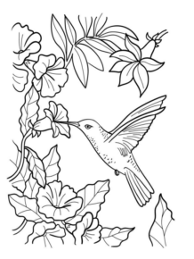 Disegno di colibr da stampare e colorare 13