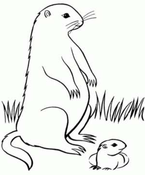 Disegno di lontra da stampare e colorare 12