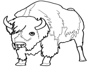 Disegno di bufalo da stampare e colorare 6