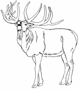 Disegno di cervo da stampare e colorare 46