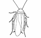 Disegni di Scarafaggi da colorare