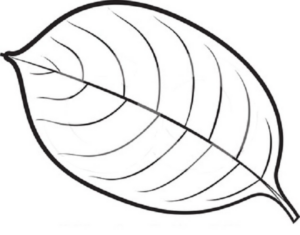 Disegno di foglia da stampare e colorare 173