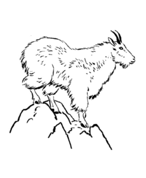 Disegno di capra da stampare e colorare 2