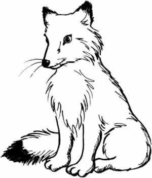 Disegno di volpe da stampare e colorare 116