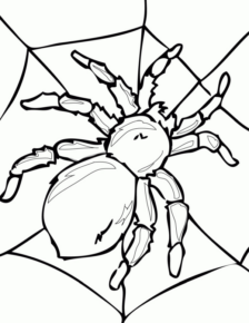 Disegno di ragno da stampare e colorare 37