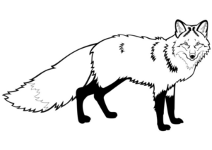 Disegno di volpe da stampare e colorare 38