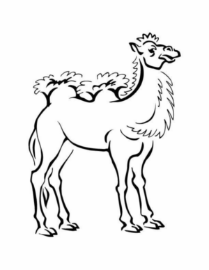 Disegno di cammello da stampare e colorare 17