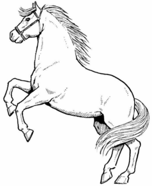 Disegno di cavallo da stampare e colorare 214