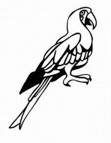 Disegno di tucano da stampare e colorare 32