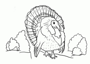 Disegno di tacchino da stampare e colorare 7