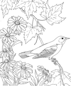 Disegno di passero da stampare e colorare 103