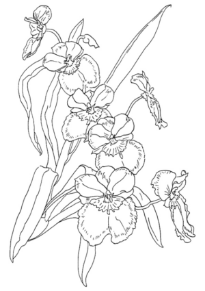 Disegno di fiore da stampare e colorare 416