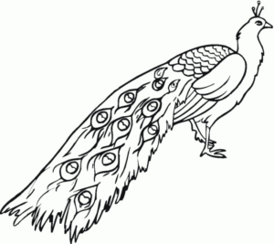 Disegno di pavone da stampare e colorare 21