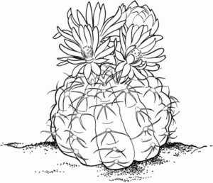 Disegno di pianta da stampare e colorare 15