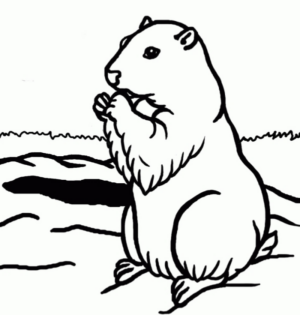 Disegno di castoro da stampare e colorare 3