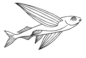Disegno di pesce da stampare e colorare 167