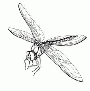 Disegno di libellula da stampare e colorare 35