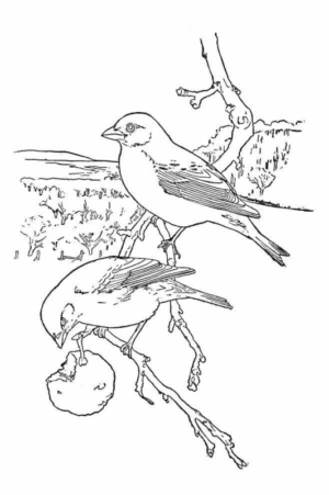 Disegno di passero da stampare e colorare 57