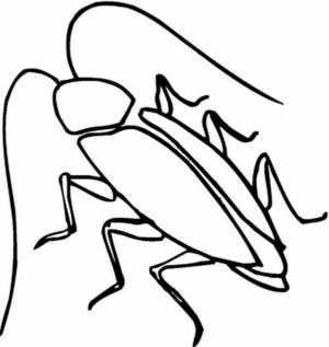 Disegno di scarafaggio da stampare e colorare 8