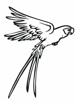Disegno di pappagallo da stampare e colorare 134