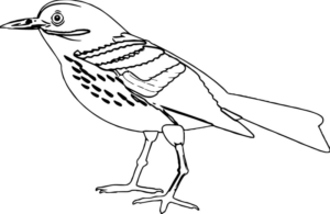 Disegno di passero da stampare e colorare 8