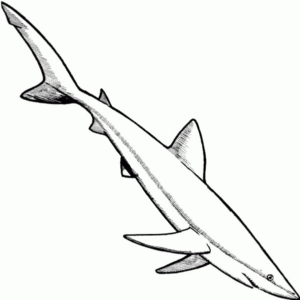 Disegno di squalo da stampare e colorare 55