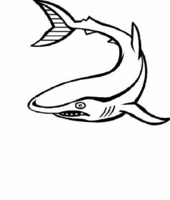 Disegno di squalo da stampare e colorare 77